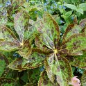 Podophyllum feuille hexandrum